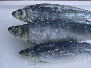 春ニシン特大3尾入