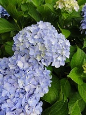 アジサイ