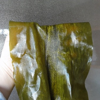 歯舞産棹前昆布18cm幅くらいの昆布です。
