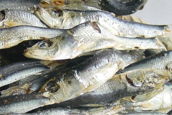 煮干