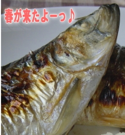 �դˤ����Ƥ��ˤ����