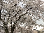 桜の季節です。