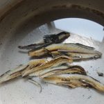 煮干を水に浸し中