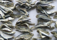 平子煮干