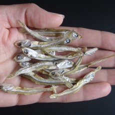 手のひらに食べる煮干